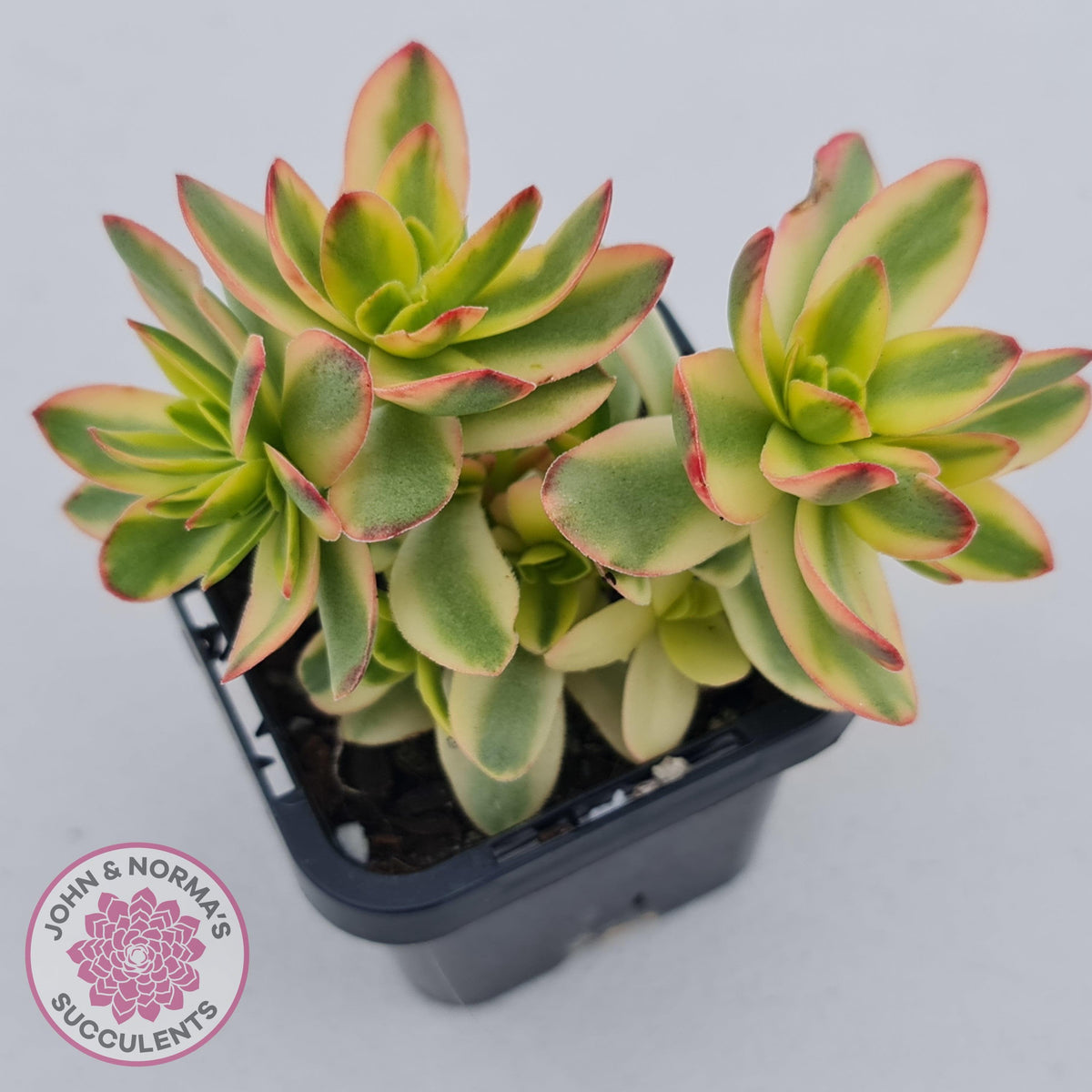 Crassula dejecta variegata