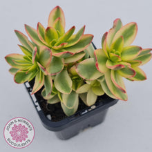 Load image into Gallery viewer, Crassula dejecta variegata - John &amp; Norma&#39;s Succulents
