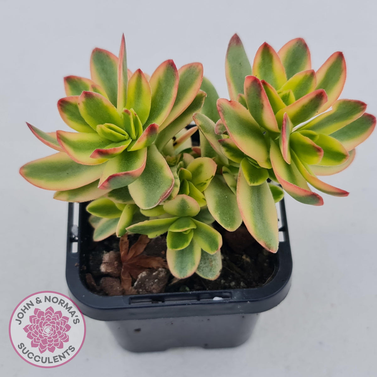 Crassula dejecta variegata