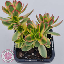 Load image into Gallery viewer, Crassula dejecta variegata - John &amp; Norma&#39;s Succulents
