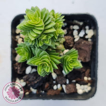 Load image into Gallery viewer, Crassula estagonal - John &amp; Norma&#39;s Succulents

