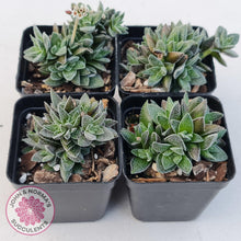 Load image into Gallery viewer, Crassula Frosty - John &amp; Norma&#39;s Succulents
