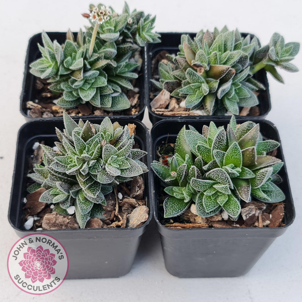 Crassula Frosty - John & Norma's Succulents