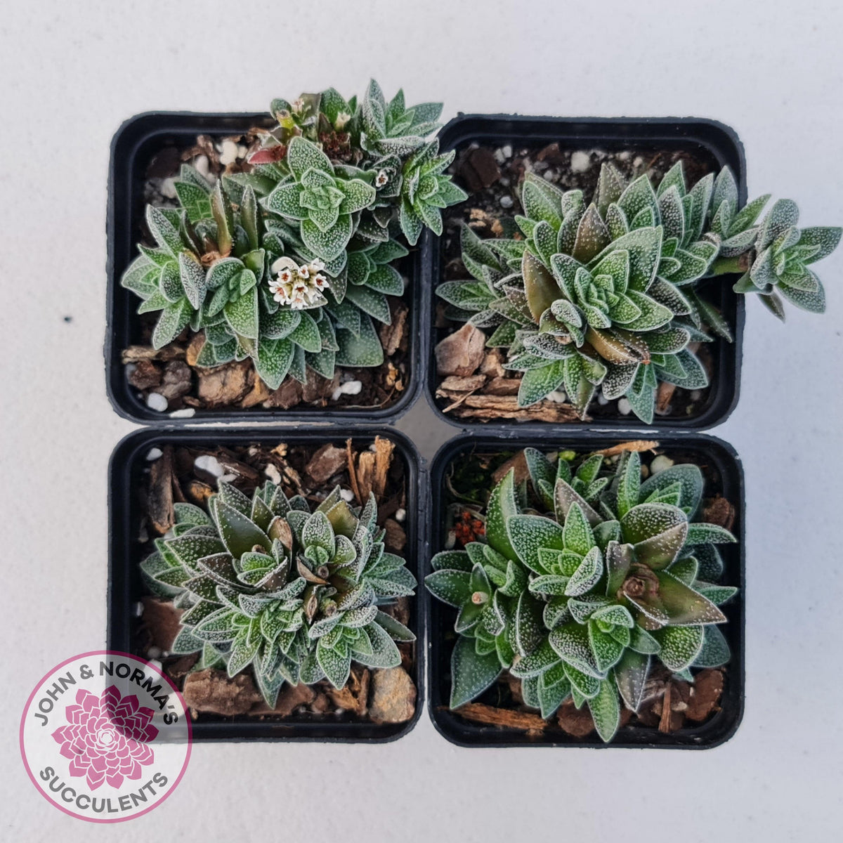 Crassula Frosty