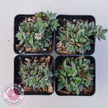 Load image into Gallery viewer, Crassula Frosty - John &amp; Norma&#39;s Succulents
