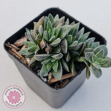 Load image into Gallery viewer, Crassula Frosty - John &amp; Norma&#39;s Succulents
