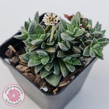 Load image into Gallery viewer, Crassula Frosty - John &amp; Norma&#39;s Succulents
