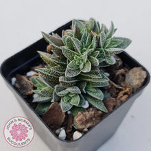 Load image into Gallery viewer, Crassula Frosty - John &amp; Norma&#39;s Succulents
