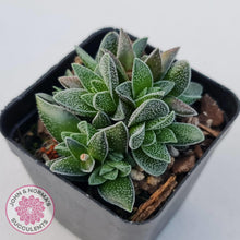 Load image into Gallery viewer, Crassula Frosty - John &amp; Norma&#39;s Succulents
