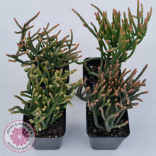 Load image into Gallery viewer, Crassula Muscosa - John &amp; Norma&#39;s Succulents
