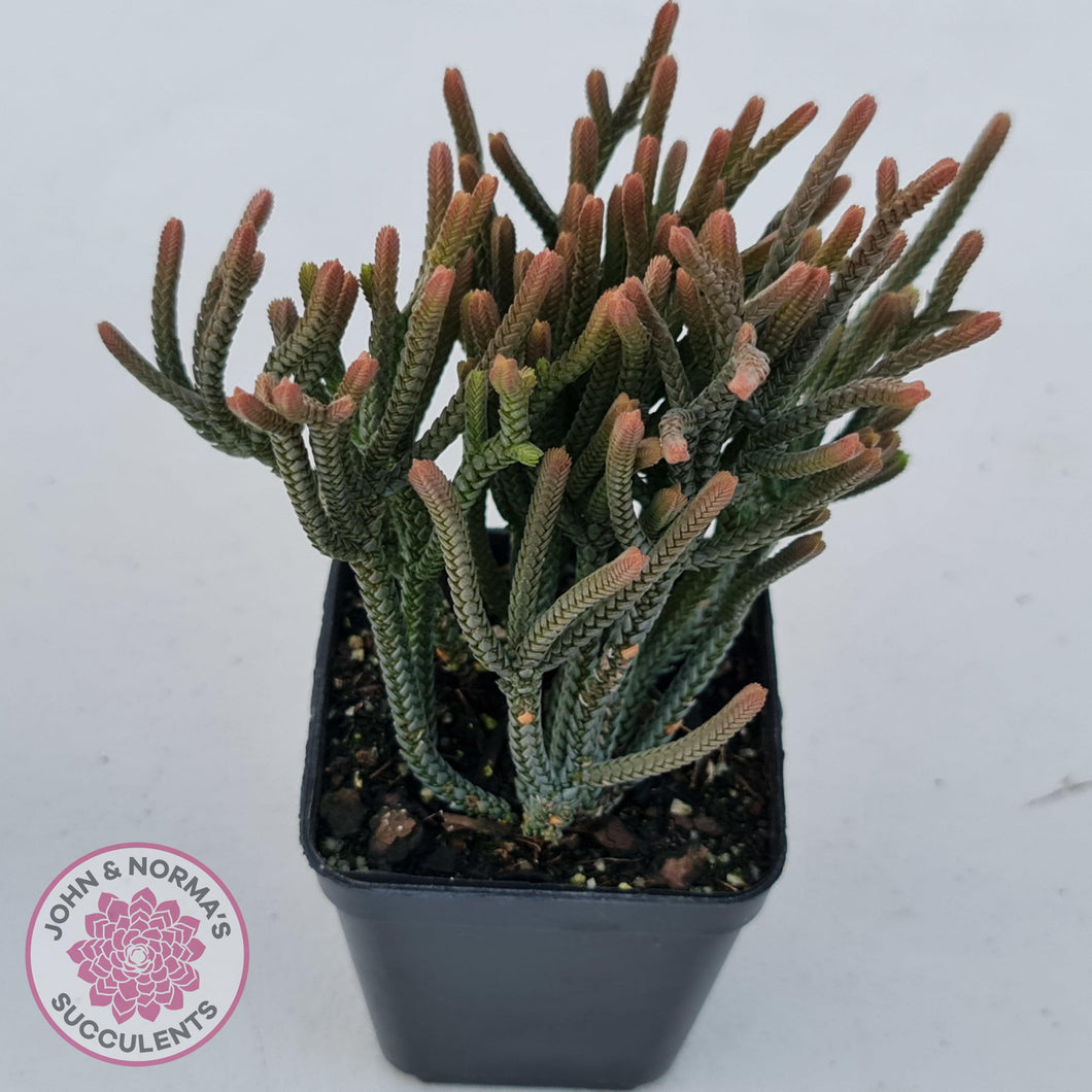 Crassula Muscosa - John & Norma's Succulents