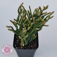 Load image into Gallery viewer, Crassula Muscosa - John &amp; Norma&#39;s Succulents
