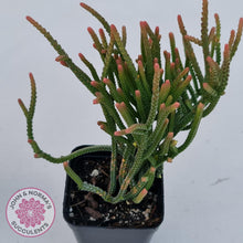 Load image into Gallery viewer, Crassula Muscosa - John &amp; Norma&#39;s Succulents
