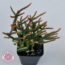 Load image into Gallery viewer, Crassula Muscosa - John &amp; Norma&#39;s Succulents
