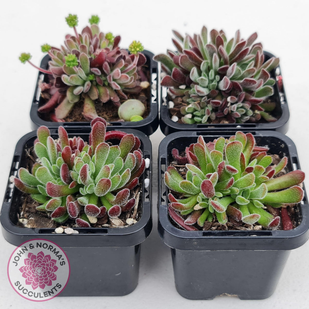 Crassula pubescens