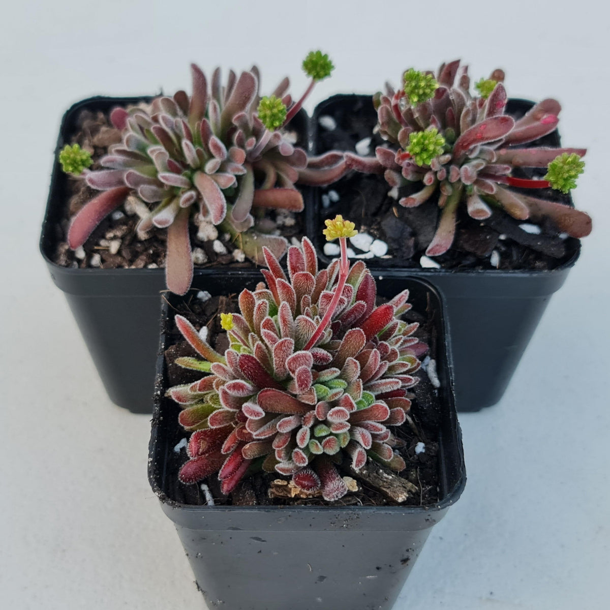 Crassula pubescens