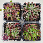 Crassula pubescens