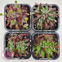 Load image into Gallery viewer, Crassula pubescens - John &amp; Norma&#39;s Succulents
