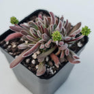 Crassula pubescens