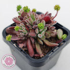 Crassula pubescens
