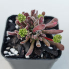 Crassula pubescens