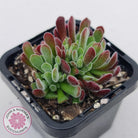 Crassula pubescens