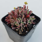 Crassula pubescens