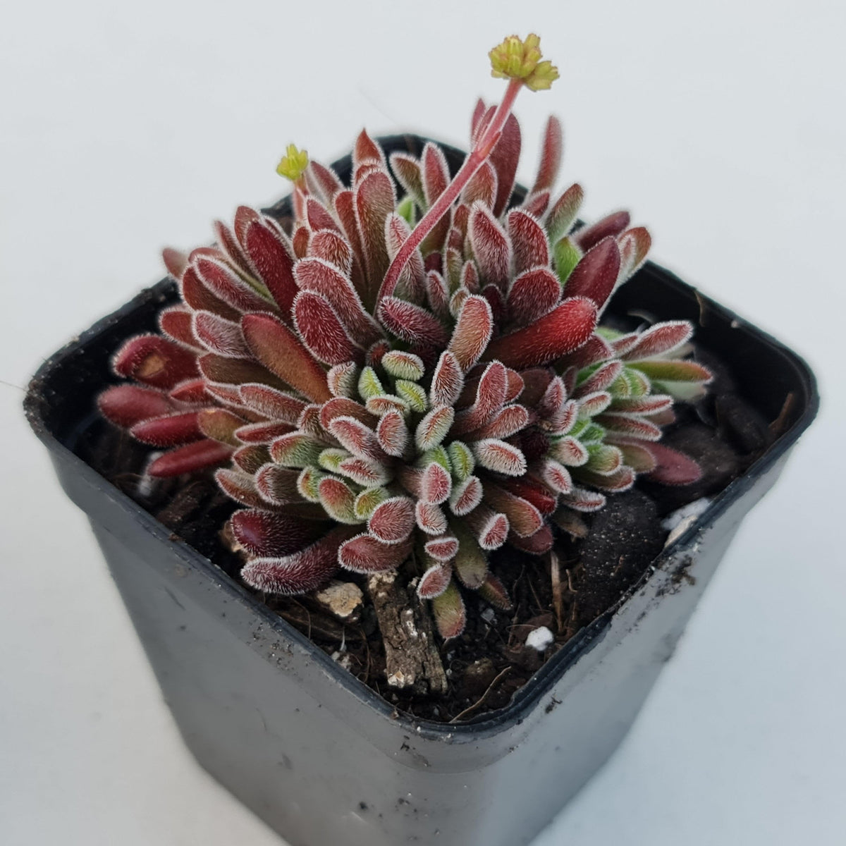 Crassula pubescens