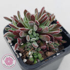 Crassula pubescens