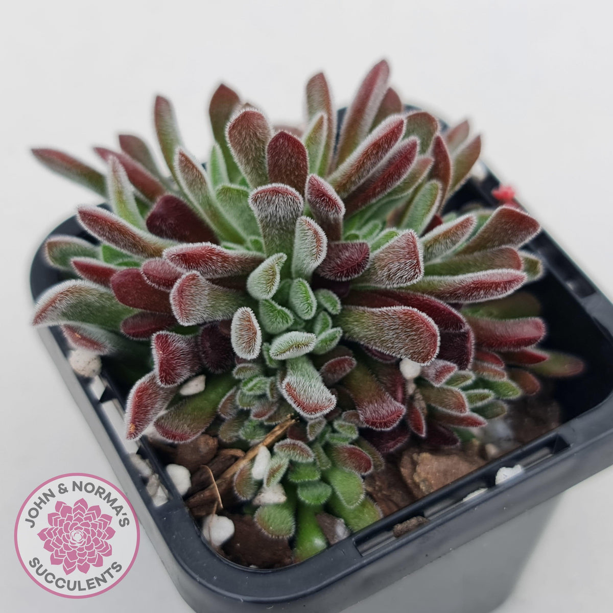 Crassula pubescens