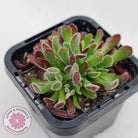 Crassula pubescens