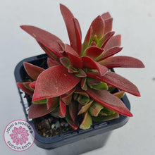 Load image into Gallery viewer, Crassula Red Pagoda Large form (Intense Red) - John &amp; Norma&#39;s Succulents
