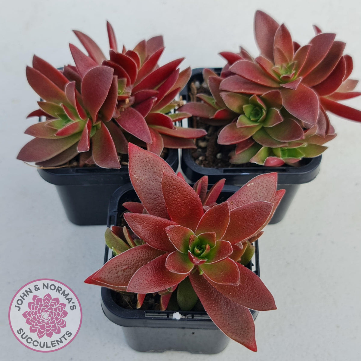 Crassula Red Pagoda Large form (Intense Red)