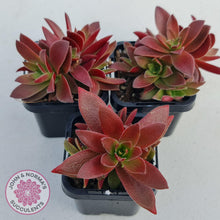 Load image into Gallery viewer, Crassula Red Pagoda Large form (Intense Red) - John &amp; Norma&#39;s Succulents
