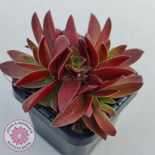 Load image into Gallery viewer, Crassula Red Pagoda Large form (Intense Red) - John &amp; Norma&#39;s Succulents
