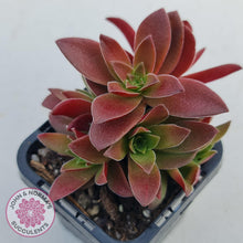 Load image into Gallery viewer, Crassula Red Pagoda Large form (Intense Red) - John &amp; Norma&#39;s Succulents
