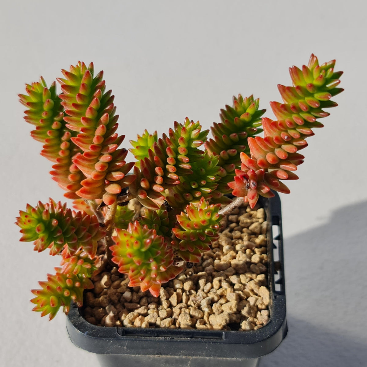 Sedum Spiral Staircase