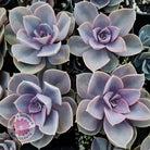 Echeveria Perle Von Nurnberg