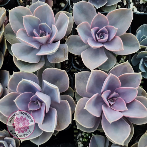 Perle Von Nurnberg - John & Norma's Succulents