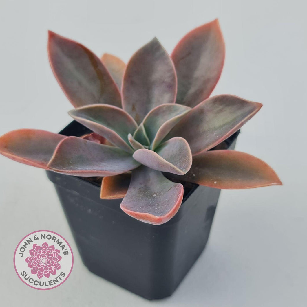 Graptoveria Fred Ives - John & Norma's Succulents