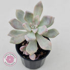 Graptoveria 'Tricolour'