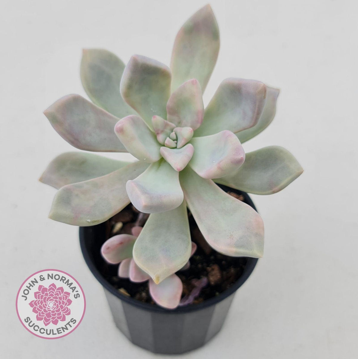 Graptoveria 'Tricolour'