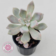 Load image into Gallery viewer, Graptoveria Tricolour - John &amp; Norma&#39;s Succulents
