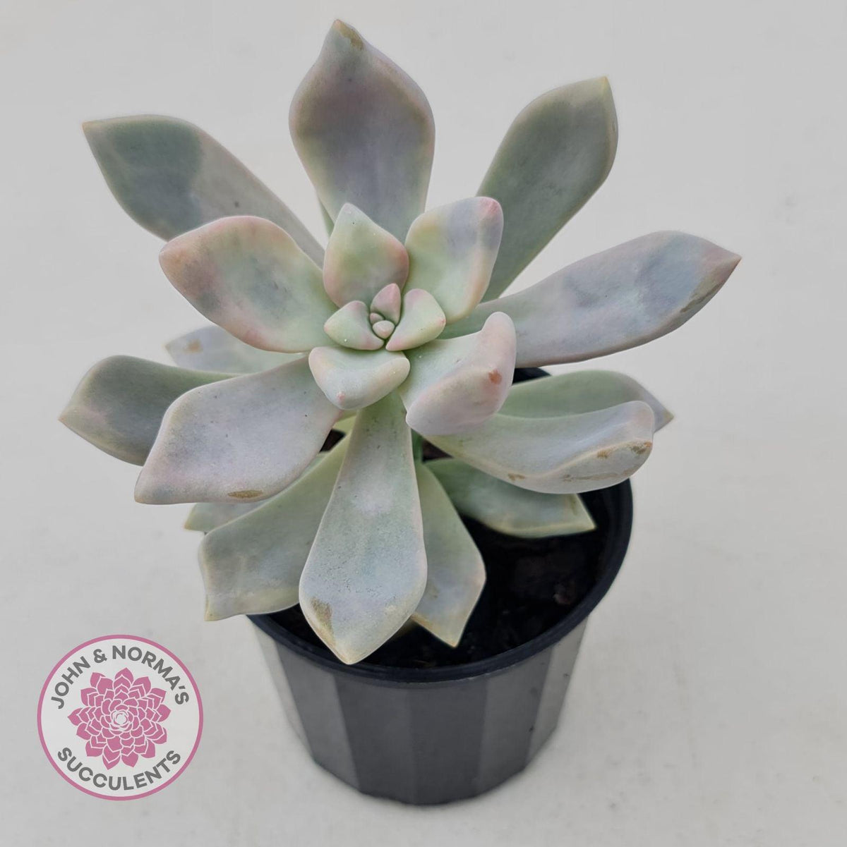 Graptoveria 'Tricolour'