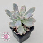 Graptoveria 'Tricolour'