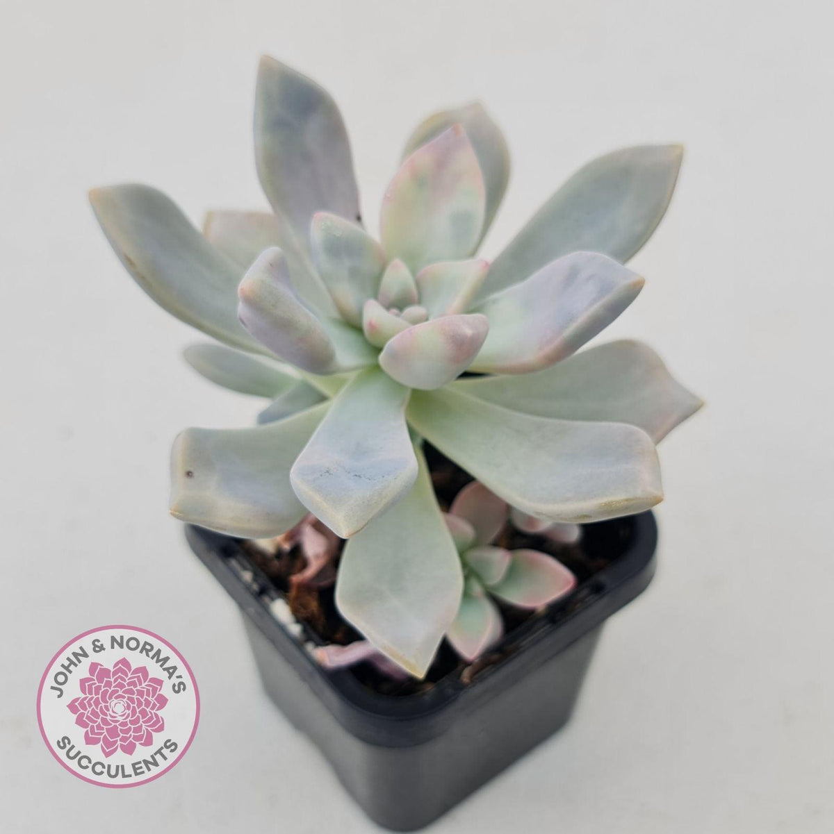 Graptoveria 'Tricolour'