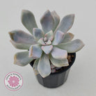Graptoveria 'Tricolour'