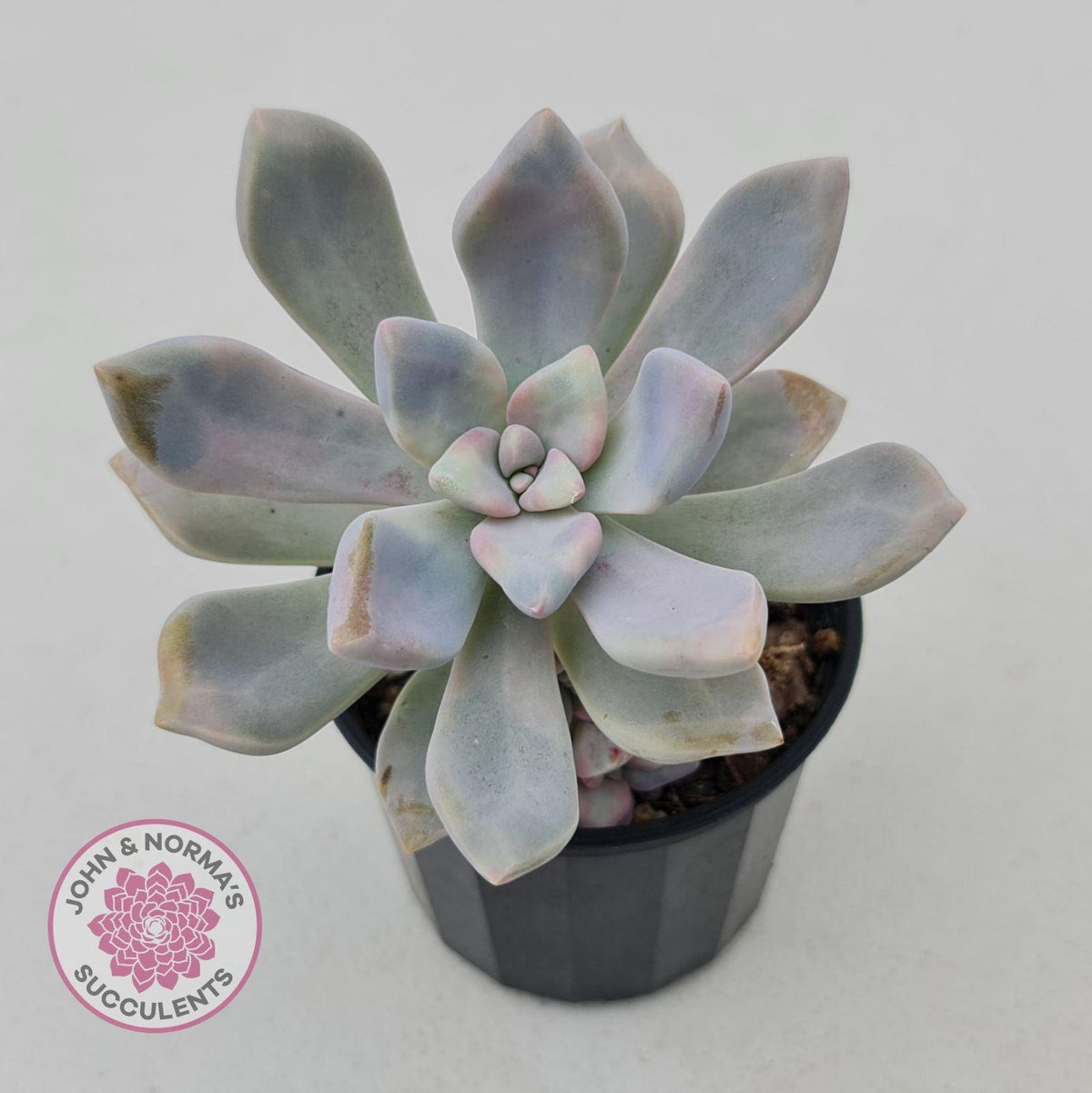 Graptoveria 'Tricolour'