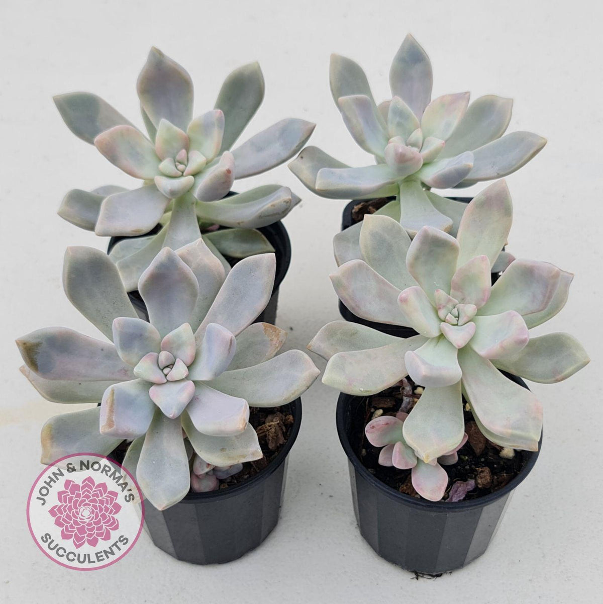 Graptoveria 'Tricolour'