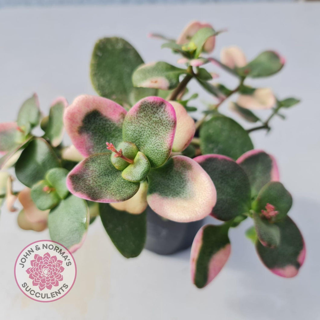 Crassula Multicava Variegated - John & Norma's Succulents